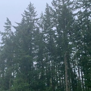 Whew. That’s some wind! #saltspring #saltspringisland #saltspringexchange | Salt Spring Exchange