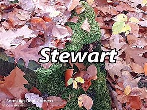 STEWART as Family Name Meaning and Origin