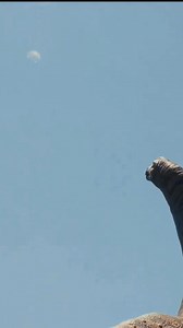 The tragic end Cretaceous–Paleogene (K–Pg) extinction event. Part 7 | Ron Aldo