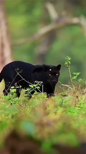 Discover the Majestic Leopard: A Wildlife Journey