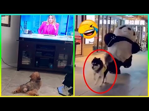 Videos Graciosos De Perros 😂 Videos De Risa De Animales