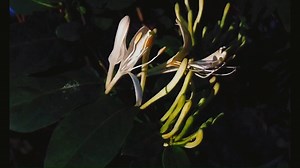 金银花花开过程延时摄影