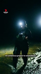 A juvenile platypus, or puggle, has been found in the Royal National Park less than a year after ten animals were introduced. #platypus #endangeredspecies #7NEWS | 7NEWS Australia