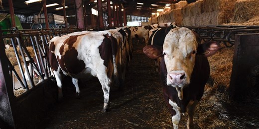 DSM-Firmenich to Sell Animal Nutrition Unit to CVC in $2.6 Billion Deal