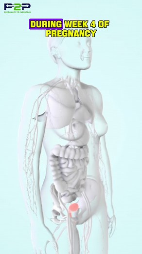 Fetal Development : Week 4 | Pregnancy to parenting