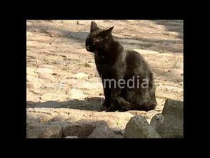 Bear and cat sharing food, Zoo Berlin 2006