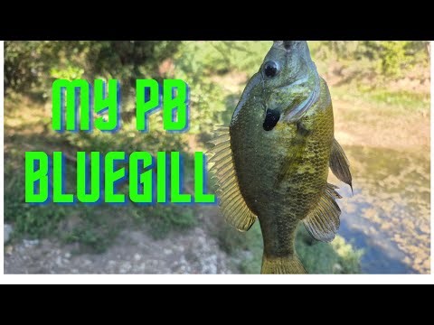 MY PB Bluegill