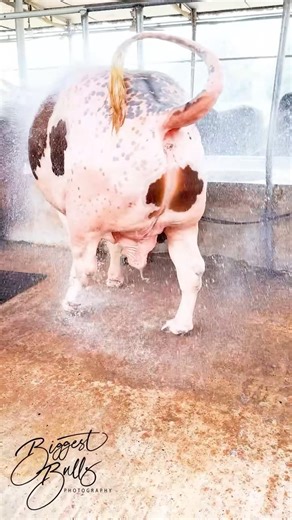 Heavyweight bull's tri colored patterns look more vibrant when he's getting showered