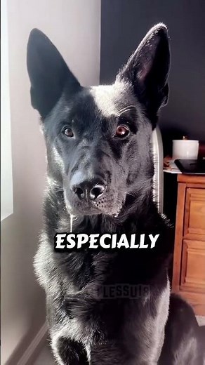 3 Behaviors That Show Your German Shepherd Needs Immediate Training 💪🐶