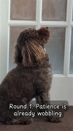 Finn vs Patience | Impatient Cockapoo Whines for Dinner 🍚