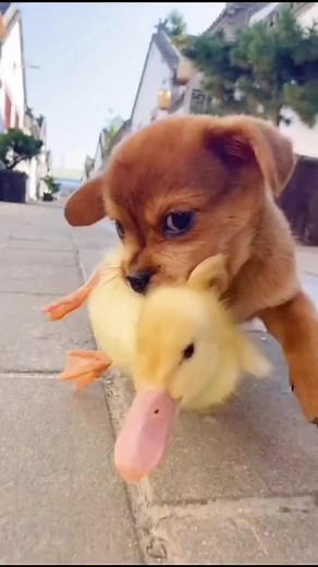 Awww the cutest pet🥰#cute #pet