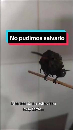 🔍Lo básico para estabilizar a un colibrí en problemas es azúcar blanca o estándar con agua. Una parte de azúcar y 4 partes de agua. ✅️Después si se trata de un colibrí que es bebé o adulto lastimado...necesita muchos otro cuidados....entre ellos la proteína correcta. 🌸Ellos pueden comer hasta 10 mosquitas de fruta al día. y para eso se pone a mosquear abriéndo fruta y dejando al aire libre para poder cazarlos y triturarlos en el azúcar y agua. 📲Suplico mejor nos contacten para darles primeros
