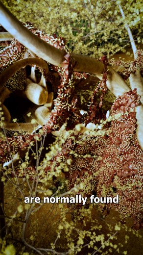 How Maggots Can Heal Wounds 😷 | Zack D. Films