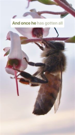 🐝 Happy World #Bee Day! Bees play a buzz-worthy role in Wisconsin’s cranberry harvest — pollinating millions of blossoms that will eventually become the ruby-red cranberries we all love. Today, we celebrate these tiny powerhouses and their big impact on our state’s signature crop! Visit Wiscran.org/experience to learn more about Wisconsin’s state fruit! | Wisconsin Cranberries