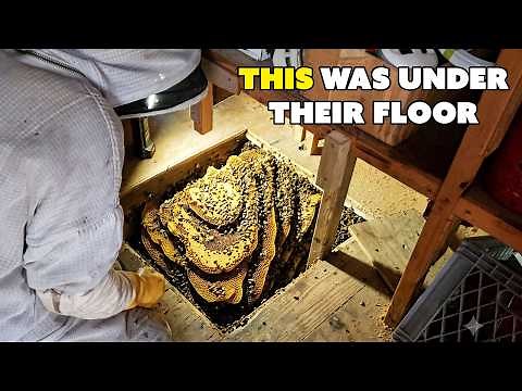 40,000 Bees Under Their Shed Floor!