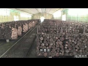 原木しいたけ栽培（収穫作業）