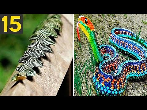 15 RAREST and FREAKY Snakes