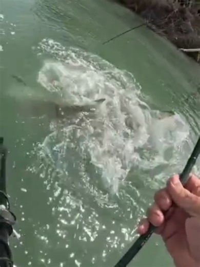 Bull shark hits hard and steals Peggy’s barramundi right at the boat in Karumba, Gulf of Carpentaria, North Queensland. Shark tax is REAL up here! 🦈🎣