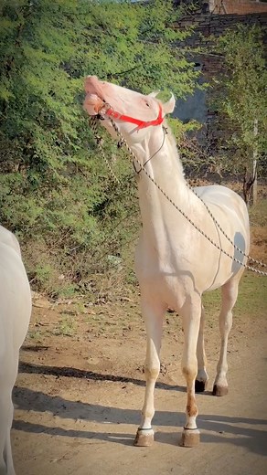 Showing a horse to a mare. Horse covering video!🐎❣️ #horseriding #horse #equestrian #horses #horsesofinstagram #equestrianlife #horselover #horselove #dressage #equine #horselife #pony #showjumping #horserider #instahorse #pferd #horsepower #horsebackriding #equestrianstyle #cheval #horseofinstagram #riding #dressagehorse #love #horsegirl #pferde #horselovers #paard #photography #horseshow | Azruddin Khan Bwr