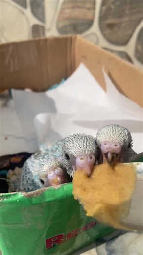 Hand Feeding Baby Budgies: Chattering Beaks Care Guide