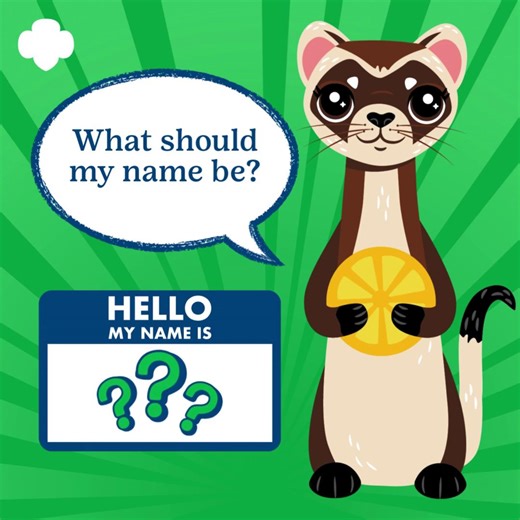 Meet our newest (and cutest) member of the cookie crew — a black-footed ferret ready to cheer on Girl Scouts all cookie season long! 💚🍪 Now we need you to give her the perfect name for our Cookie Mascot. ➡️ Drop your name ideas in the comments! We’ll pick the top 5 names and open voting next week. Get creative, get clever… and let the naming fun begin! 🎉 | Girl Scouts in the Heart of Pennsylvania