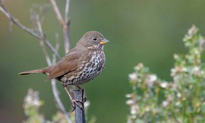 Fox Sparrow - Profile | Facts | Habitat | Habit | Call | Color | Breeding - BirdBaron