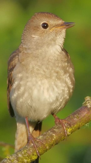 Nightingale Bird Chirping at Sunrise: Sounds of Nature