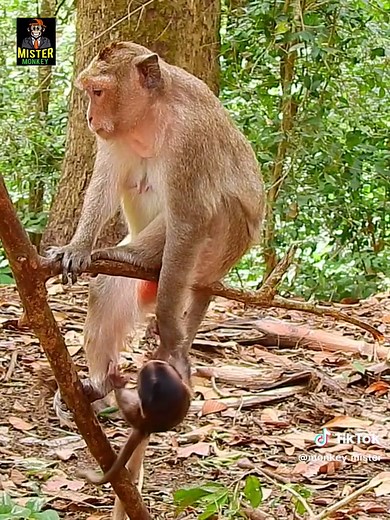 monkey.mister on TikTok