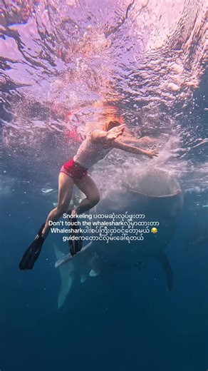 ကြည့်ရင်းနဲ့ပြန်ကြောက်နေပြီ🤿🦈🫪လုံးဝနီးနီးလေး #myanmar #phillipine | whaleshark