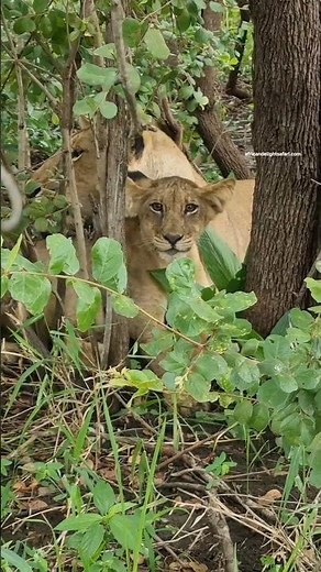 Lioness with baby under tree shade #safari #lions #tanzaniasafari