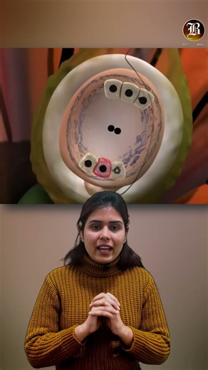 Double Fertilisation in Flowering Plants 🌸Quick Revision for KVS Biology!