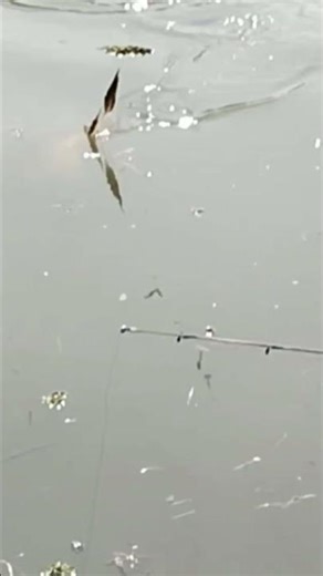 IKAN MAS BAWAL..#mancing mania #fishing
