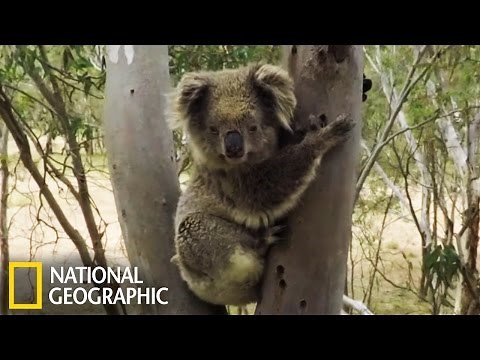 Aventure sauvage en Australie
