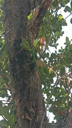 kathal //panasa mini Jack fruit#shortvideo #vairalvideo #fruit