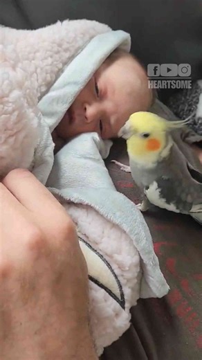 Parrot Welcomes New Baby with a Sweet Song and Gentle Moves