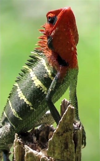 Forest lizard l changing colour, Ella Sri Lanka