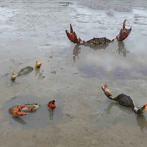 10K views · 457 reactions | Amazing Catching Mud Crabs | Scan muddy for catching big mud crabs after low tide #kingcrab #low_tide_fishing #muddy_swamp | Ahlik Fishing | Facebook