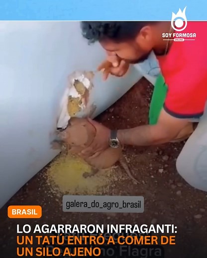 1.6M views · 17K reactions | ESTABA FESTEJANDO COMO EN SU CASA HASTA QUE LO DESCUBRIERON Lo agarraron con las patas en el silo. El tatú estaba de fiesta y terminó con un reto, un tirón de oreja y un golpecito educativo. ¡Así no se roba, amigo! | Multimedio Mordisquito | Facebook