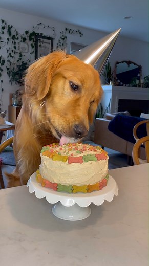 This easy Homemade Dog Cake will have your fur baby barking for more! It is crafted with tasty dog-friendly flavors, like pumpkin, applesauce, and peanut butter, but the best part is watching them eat it! Your dog will devour this special birthday treat and love every bite! Ingredients For the cake: 1 ½ cups of all purpose flour 1 teaspoon of baking soda Pinch of salt ¾ cup of pumpkin puree ½ cup of applesauce ⅓ cup of natural peanut butter make sure that it’s xylitol free 1 large egg 3 tablespo