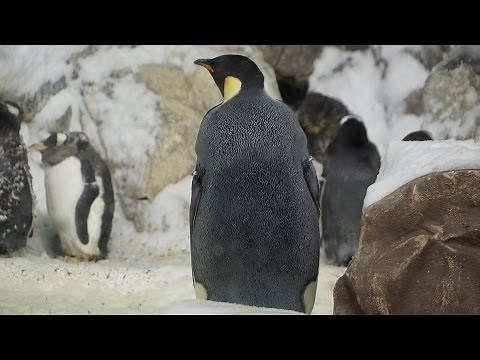 Penguin Encounter (Walk Through) SeaWorld San Diego