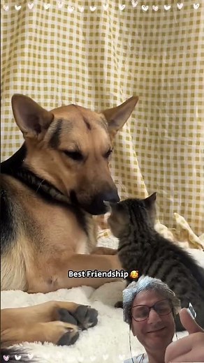 🐕😻 Love stories between cats and dogs usually have happy endings! You know the song?!