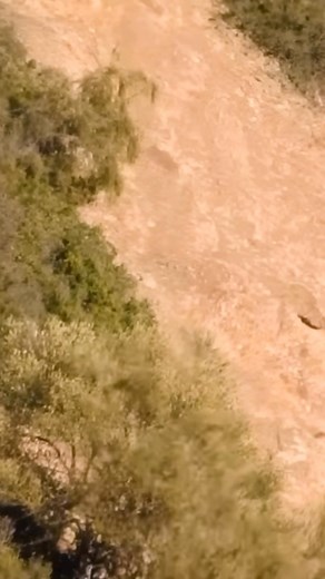 #perdrix #partridge | Mouhcine Chasse Pro