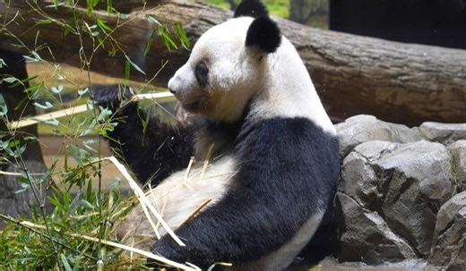 Japan's beloved last pandas leave for China as ties fray