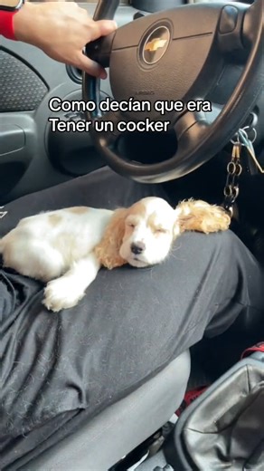 Perrita cocker cachorra siendo tierna cua ndo era uan bebé, pero empieza su etapa de adolescencia y es un desastre. | Educanine