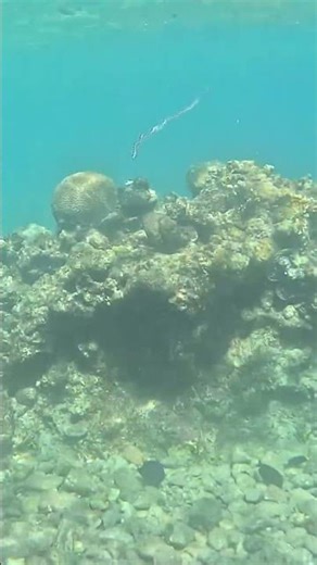 Chain Siphonophore Colony Gliding Through the Sea 🌊🧬🪼