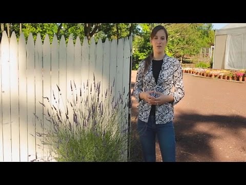 Container Lavender