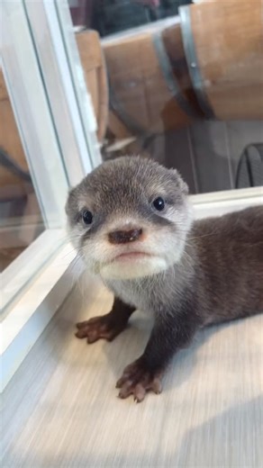 Otter Kirara and Miku's regular girls' party ❤️ #otter #otters #otterlover #ottersofinstagram #ottercreek #otterlife #ottercafe #otterbox #animal #petcare #trend #petstagram #cute #animallover #animalsofinstagram #animalworld #animalphotography #pet #petstagram #petsofinstagram #petcare #petlovers | FuChanpo