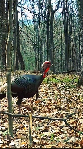 Just a big old redhead. #wildlifeentertainment #nature