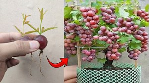 Cara baru menanam pohon anggur di rumah agar berbuah lebat | Gardening Ideas HD