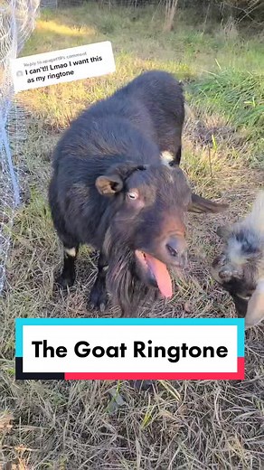 Screaming Goat Ringtone - Funny Goat Sound Effect